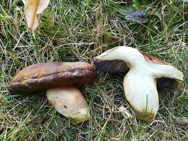 hríb Boletus sp.