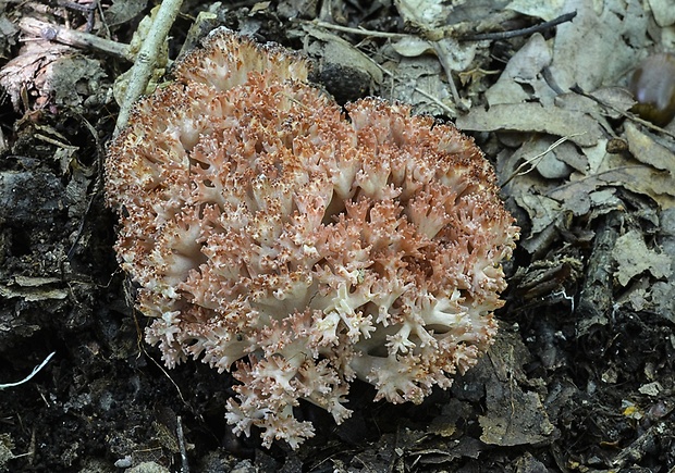 strapačka koralovitá Ramaria botrytis (Pers.) Ricken