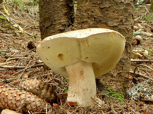 hríb smrekový Boletus edulis Bull.