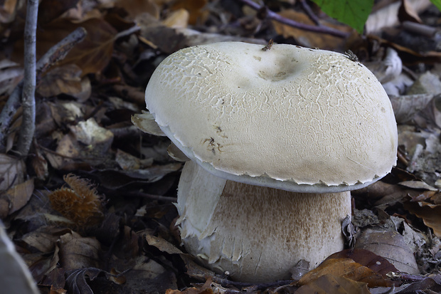 hríb dubový Boletus reticulatus Schaeff.