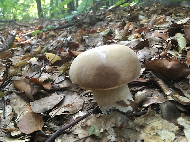 hríb dubový Boletus reticulatus Schaeff.