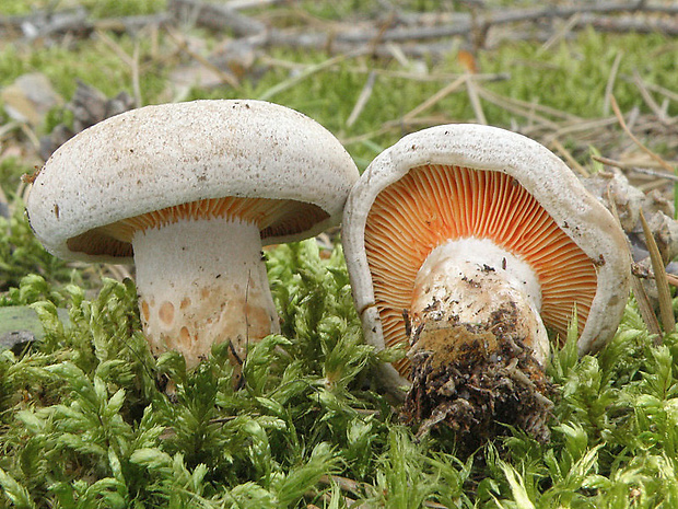 rýdzik pravý Lactarius deliciosus (L.) Gray