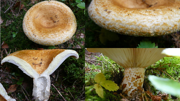 rýdzik rapavý Lactarius scrobiculatus (Scop.) Fr.