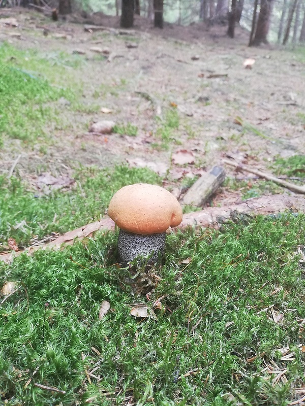 kozák Leccinum aerugineum (Fr.) Lannoy & Estadès