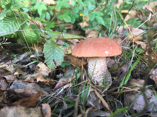 kozák dubový Leccinum aurantiacum (Bull.) Gray