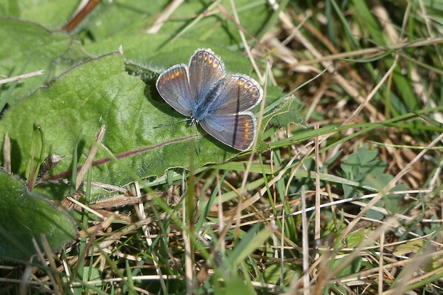 modráčik oyčajný Polyommatus icarus