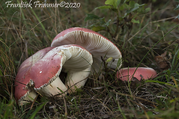 plávka úhľadná Russula rosea Pers.