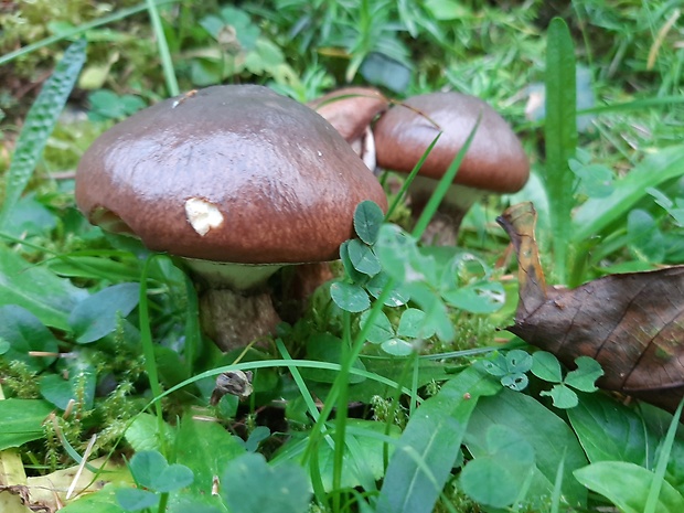 masliak obyčajný Suillus luteus (L.) Roussel