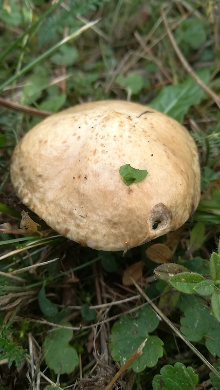 masliak lepkavý Suillus viscidus (L.) Roussel