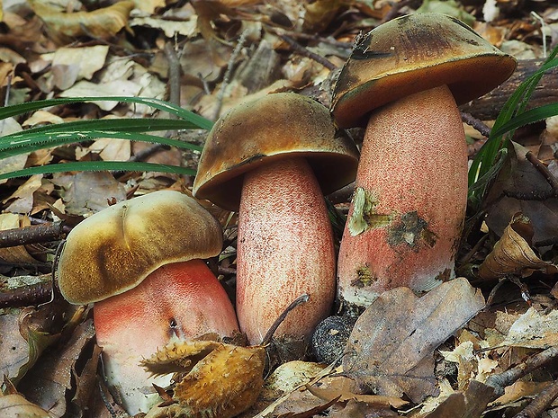 hríb zrnitohlúbikový Sutorius luridiformis (Rostk.) G. Wu & Zhu L. Yang