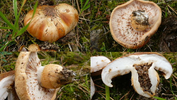 čírovka prstencová Tricholoma batschii Gulden