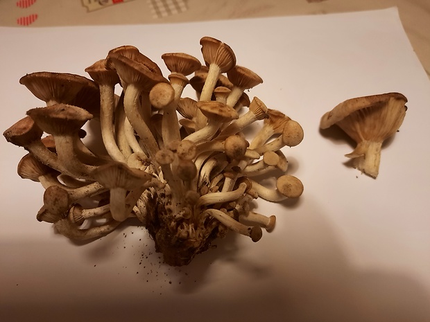 podpňovka bezprsteňová? Armillaria socialis (DC.) Fayod