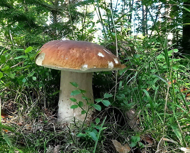 hríb smrekový Boletus edulis Bull.