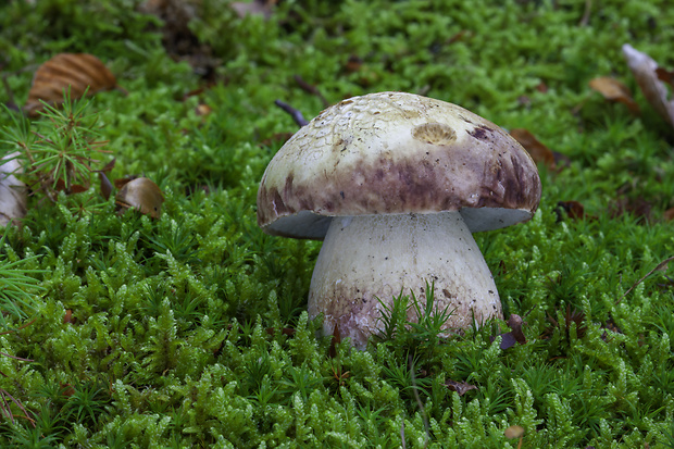 hríb sosnový Boletus pinophilus Pil. et Dermek in Pil.