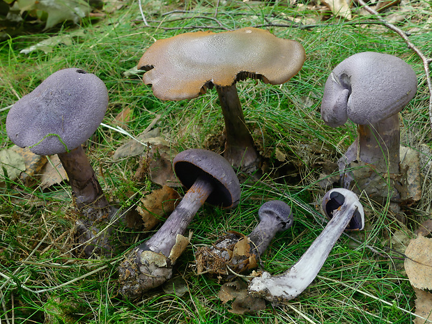 pavučinovec fialový Cortinarius violaceus (L.) Gray