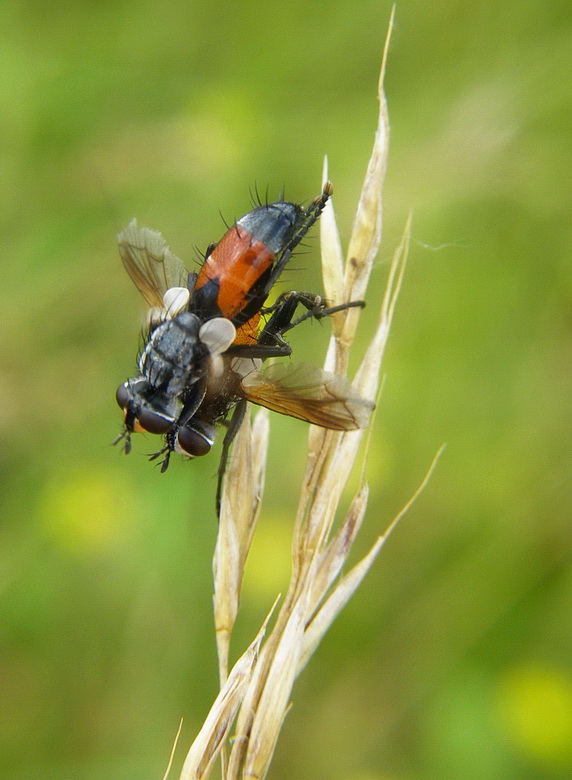 bystruša štíhla Cylindromyia brassicaria