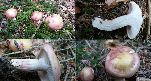 šťavnačka ružová Hygrophorus persicolor Ricek