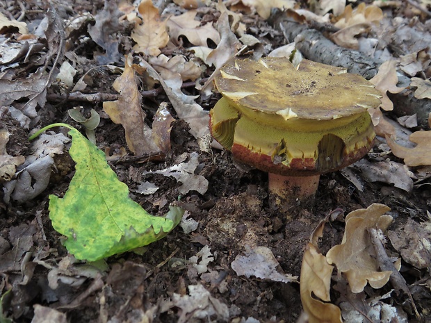 hríb zrnitohlúbikový Sutorius luridiformis (Rostk.) G. Wu & Zhu L. Yang