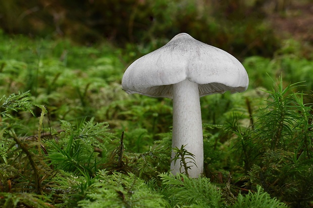 čírovka štipľavá Tricholoma virgatum (Fr.) P. Kumm.