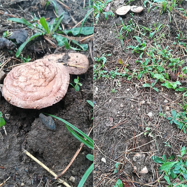 pečiarka dvojvýtrusná Agaricus bisporus (J.E. Lange) Imbach