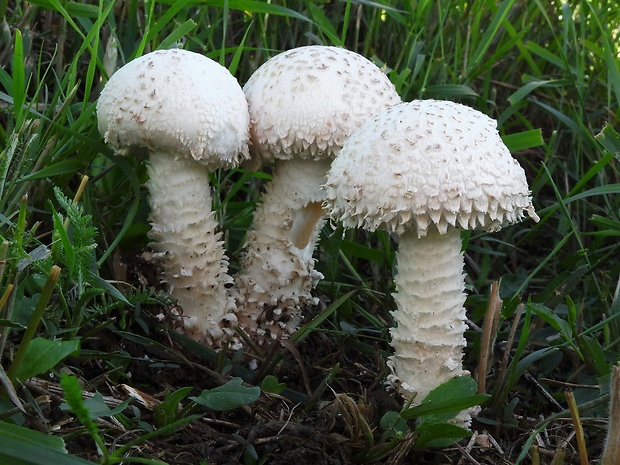 muchotrávka Vittadiniho Amanita vittadinii (Moretti) Vittad.