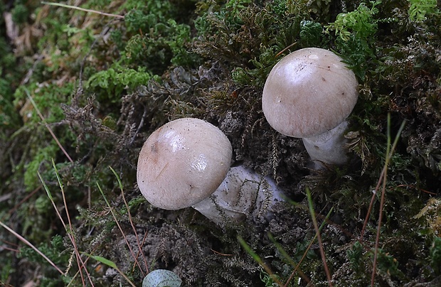 pavučinovec Cortinarius sp.