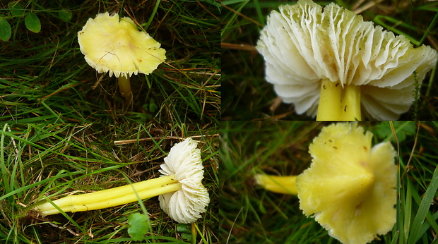 lúčnica sírovožltá Hygrocybe citrinovirens (J.E. Lange) Jul. Schäff.