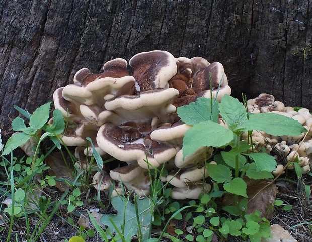 vejárovec obrovský Meripilus giganteus (Pers.) P. Karst.