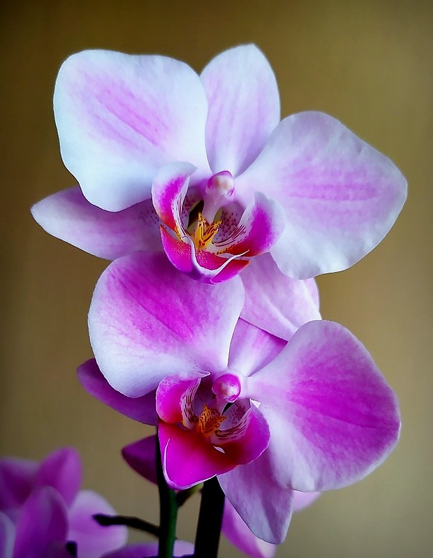 orchidea Phalaenopsis sp.