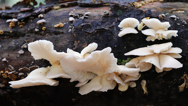 hliva buková Pleurotus pulmonarius (Fr.) Quél.