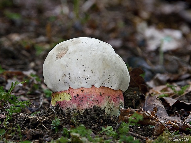 hríb satanský Rubroboletus satanas f. satanas (Lenz) Kuan Zhao & Zhu L. Yang