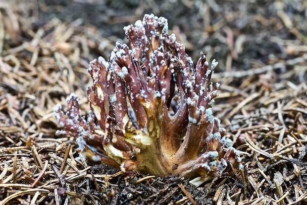 plesňovka Thelephora sp.