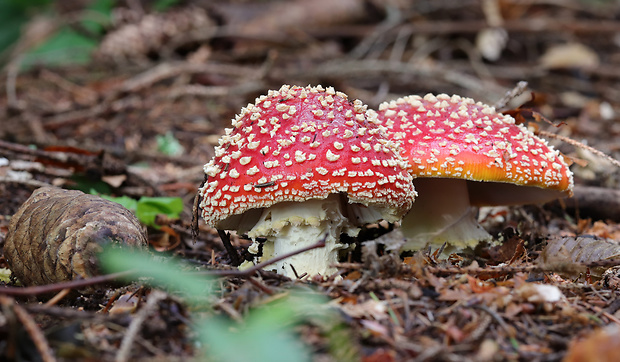 muchotrávka červená Amanita muscaria (L.) Lam.