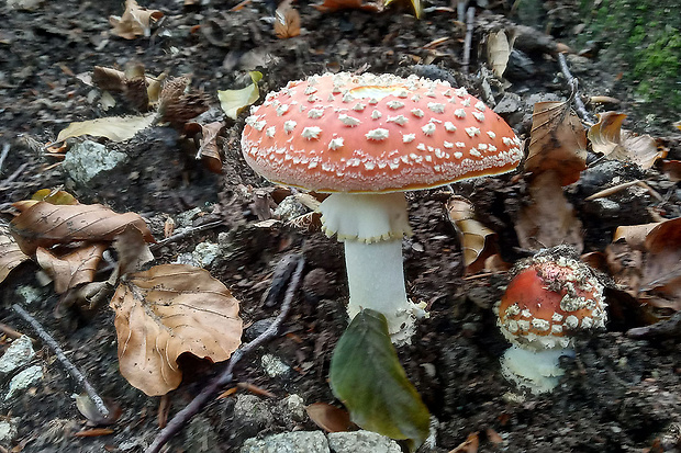 muchotrávka červená Amanita muscaria (L.) Lam.