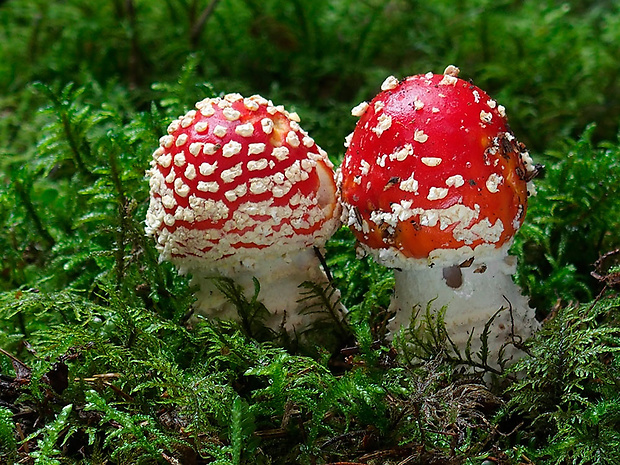 muchotrávka červená Amanita muscaria (L.) Lam.