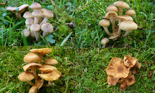 podpňovka tmavá Armillaria ostoyae (Romagn.) Herink