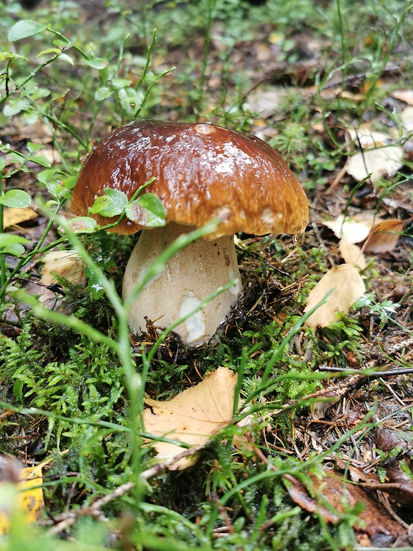 hríb smrekový Boletus edulis Bull.