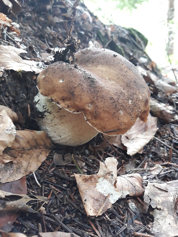 hríb smrekový Boletus edulis Bull.