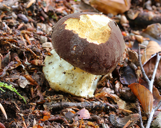 hríb sosnový Boletus pinophilus Pil. et Dermek in Pil.