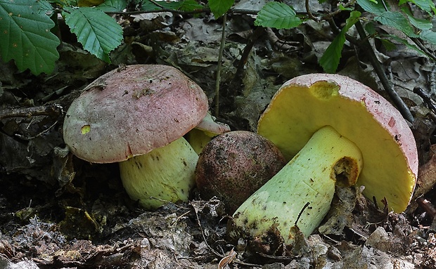 hríb kráľovský Butyriboletus regius (Krombh.) D. Arora & J.L. Frank