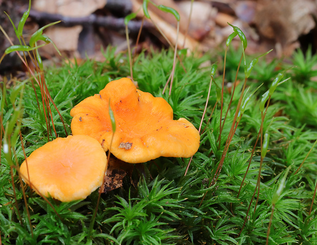 kuriatko oranžové Cantharellus friesii Quél.