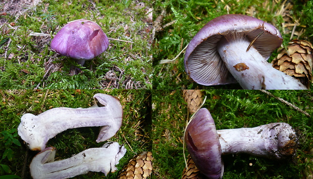 pavučinovec Cortinarius sp.