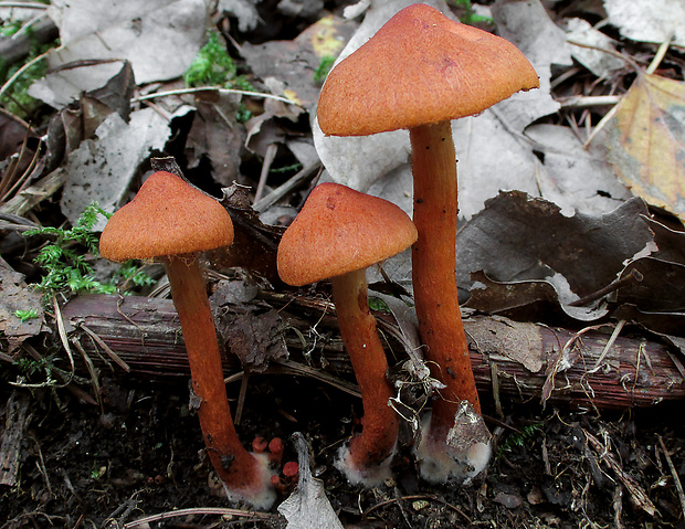 pavučinovec močariskový Cortinarius uliginosus Berk.