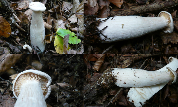 strmuľka veľká Infundibulicybe geotropa (Bull.) Harmaja