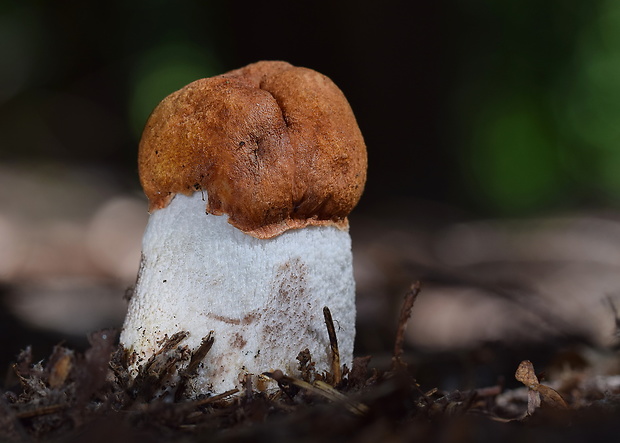 kozák osikový Leccinum albostipitatum den Bakker & Noordel.