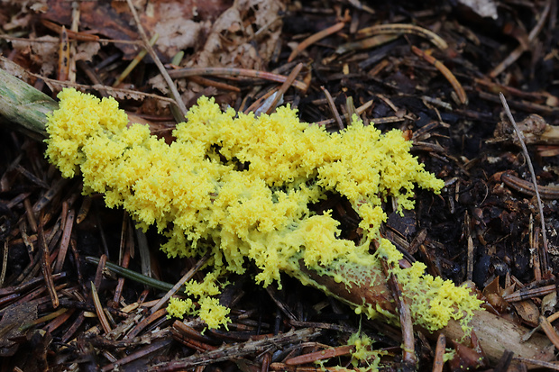 slizovka Myxomycetes