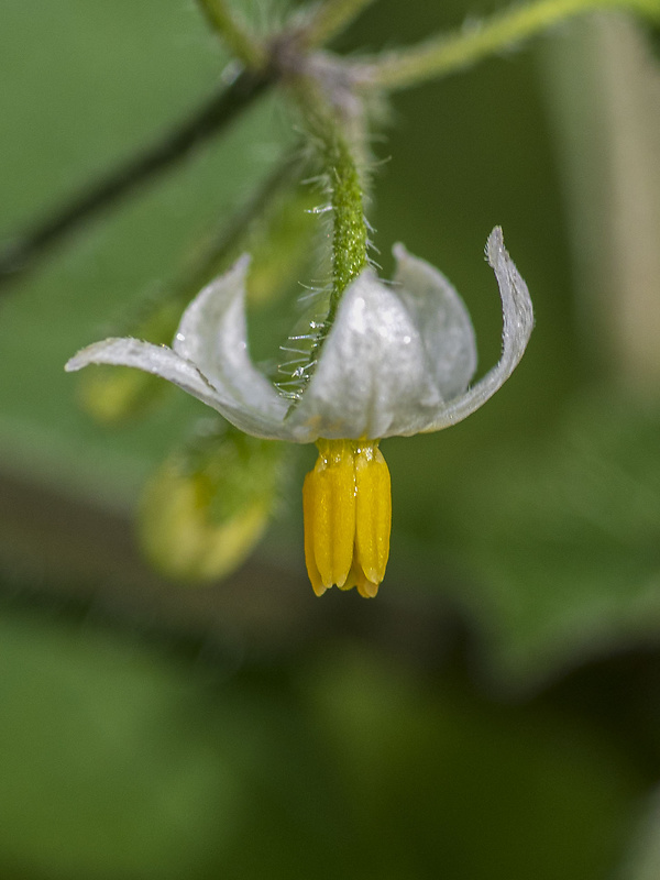 ľuľok čierny Solanum nigrum L.