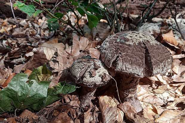 šiškovec šupinatý Strobilomyces strobilaceus (Scop.) Berk.