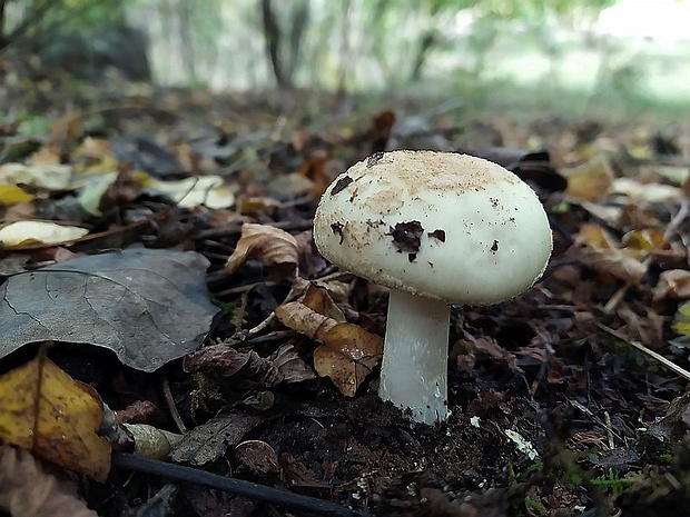 muchotrávka citrónovožltá Amanita citrina Pers.