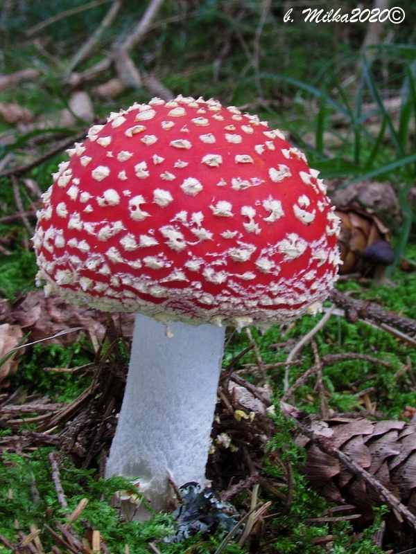 muchotrávka červená Amanita muscaria (L.) Lam.